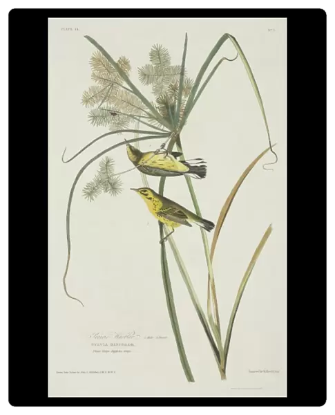 Dendroica discolor, prairie warbler