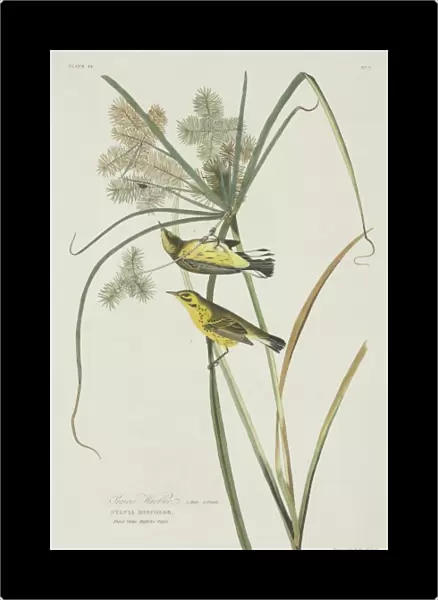 Dendroica discolor, prairie warbler