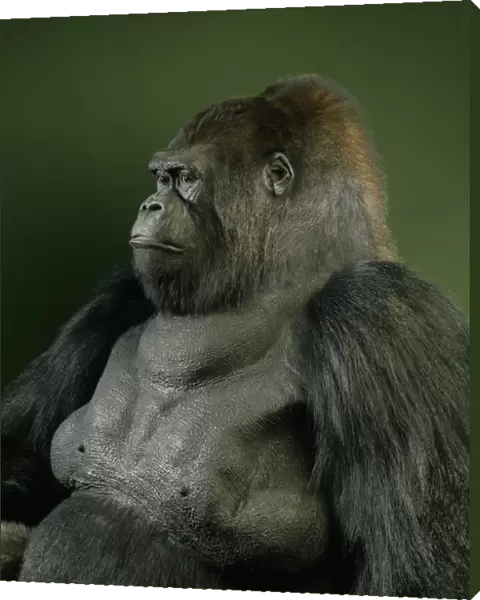 Gorilla gorilla gorilla, western lowland gorilla