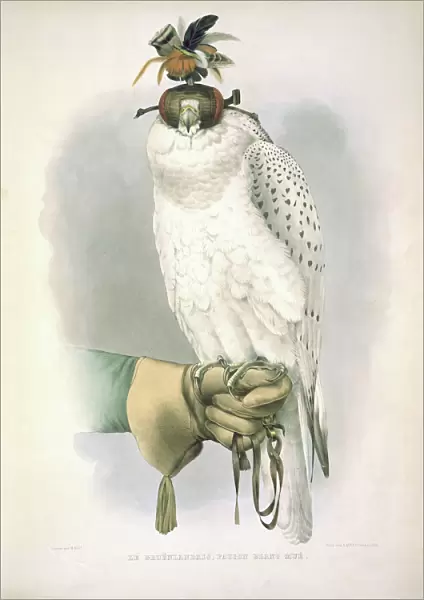Falco rusticolus, gyrfalcon