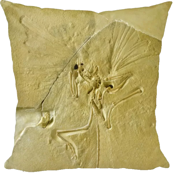 Archaeopteryx lithographica [London specimen]