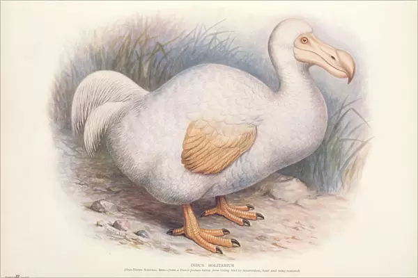 Raphus solitarius, Reunion white dodo