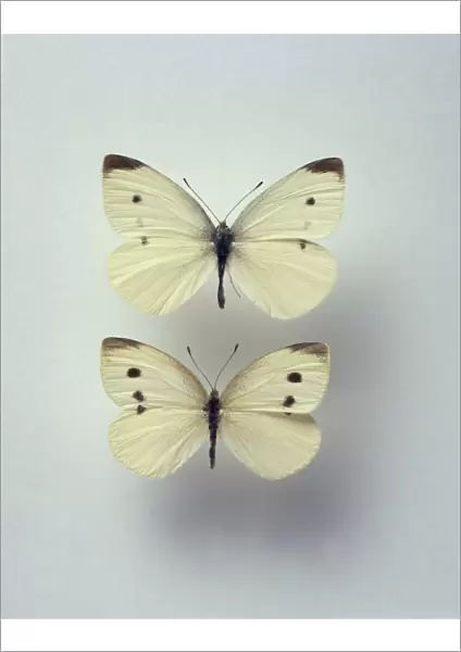 Pieris rapae, small white butterflies