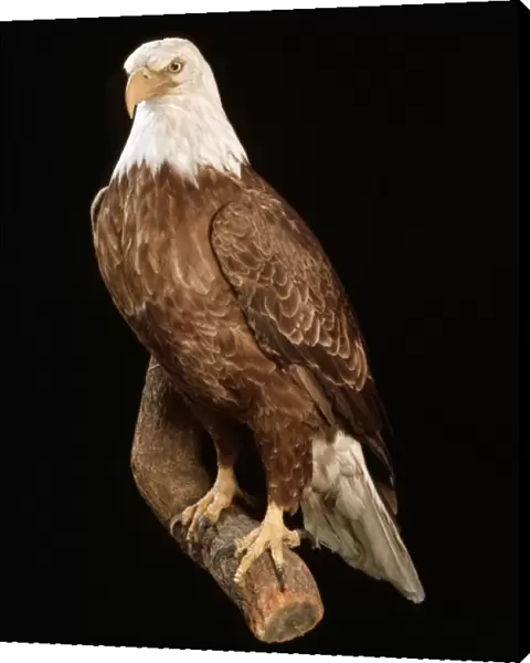Haliaeetus leucocephalus, bald eagle