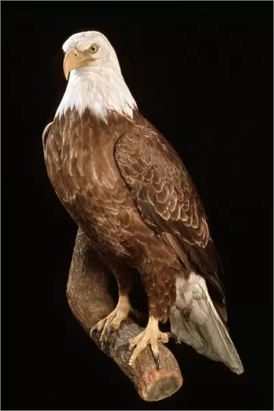 Haliaeetus leucocephalus, bald eagle
