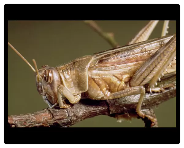 Schistocerca gregaria, desert locust