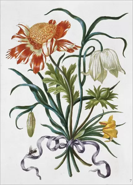 Plate from New Book of Flowers (1680)