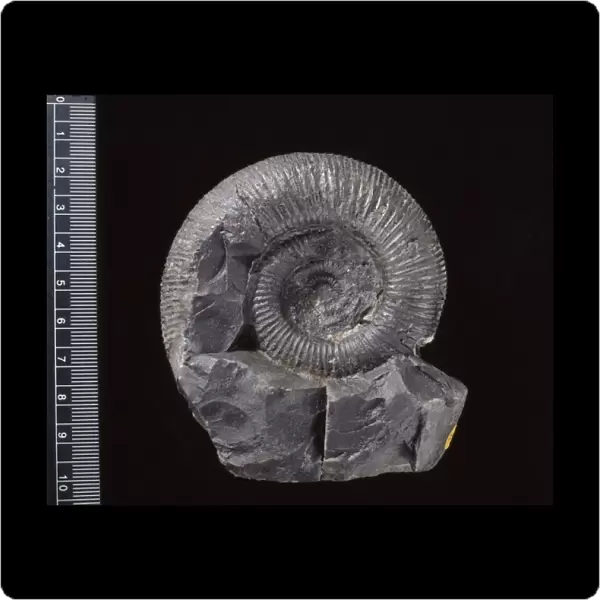 Virgatosphinctes, ammonite
