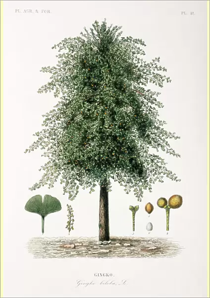 Ginkgo biloba, maidenhair tree