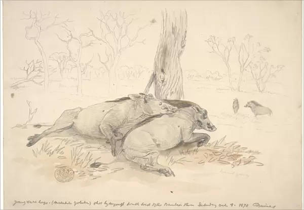 Phacochoerus africanus, common warthog