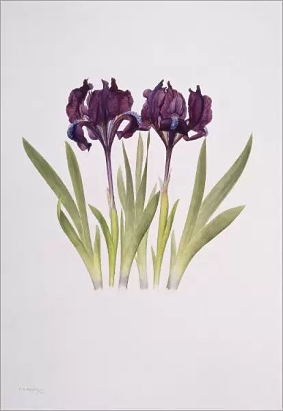 Iris pumila, dwarf pogon iris