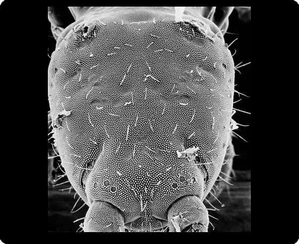 Collembola, springtail