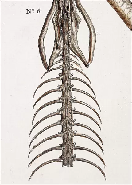 Snake skeleton by Albertus Seba