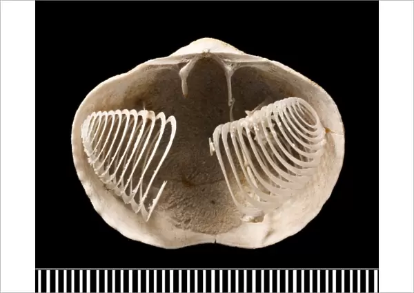 Spiriferina, a fossil brachiopod