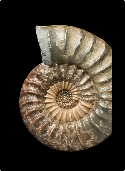 Asteroceras, fossil ammonite