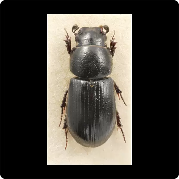 Aphodius niger, Beaulieu dung beetle