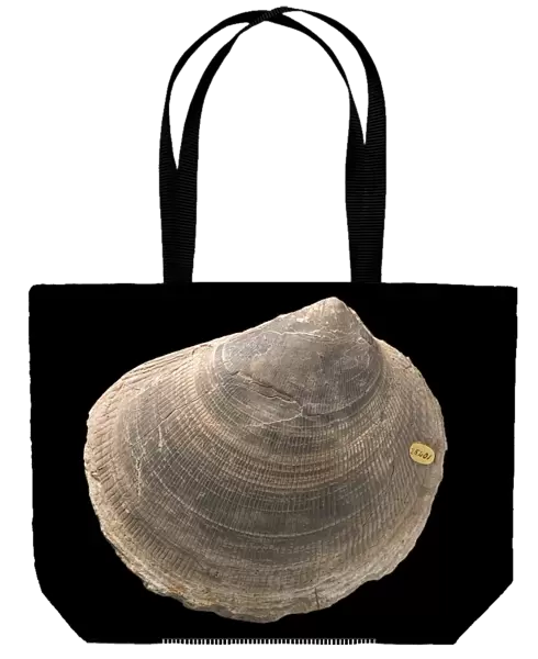 Plagiostoma, fossil shell