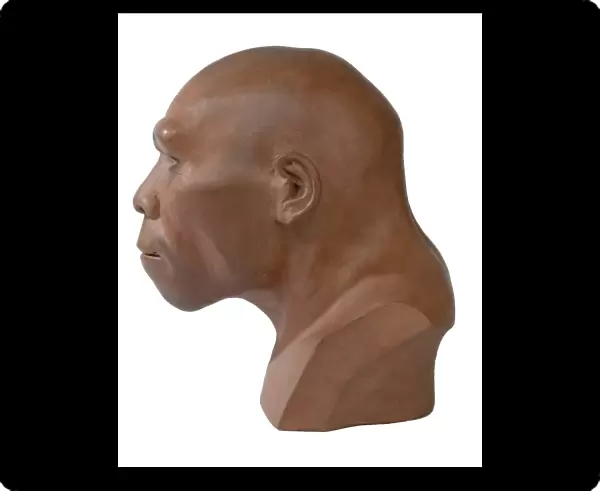 Homo erectus, Peking man