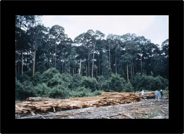 Logging operations in Brunei