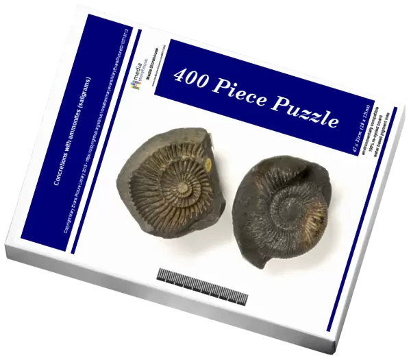 Concretions with ammonites (saligrams)