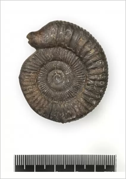 Dactylioceras commune, snakestone ammonite