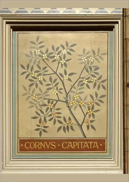 Cornus capitata, dogwood