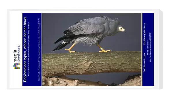 Polyboroides typus, African harrier-hawk