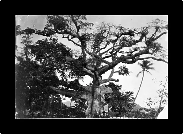 Banyan tree, St. Thomas, West Indies 1873