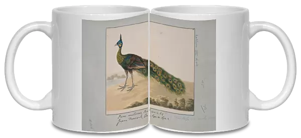 Pavo muticus, green peafowl