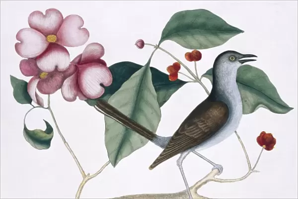 Mimus polyglottos, northern mockingbird