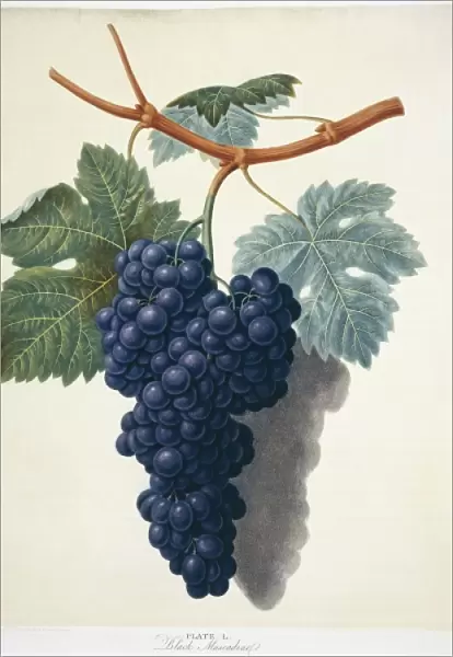 Vitis sp. black muscadine grape
