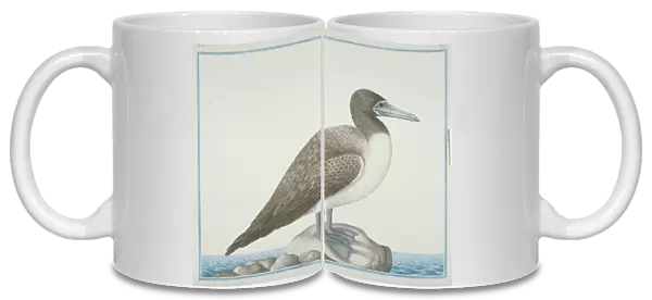 Sula leucogaster, brown booby