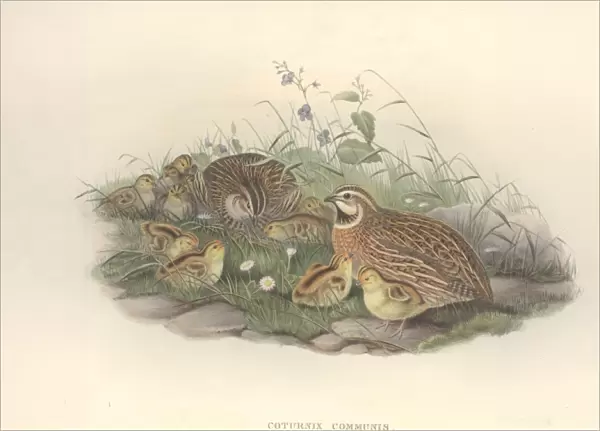Coturnix coturnix, common quail