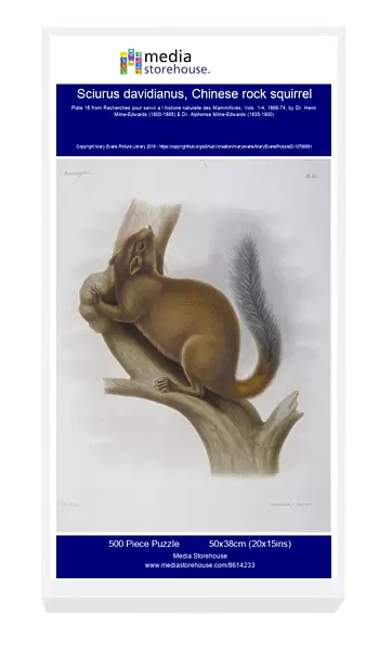 Sciurus davidianus, Chinese rock squirrel