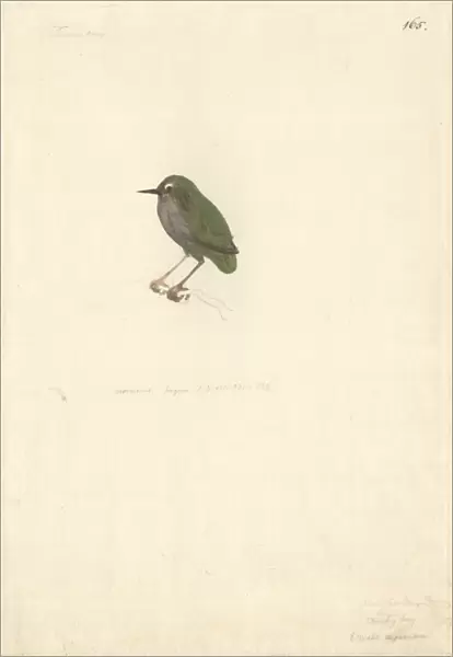 Artamus leucorhynchus, white-breasted woodswallow