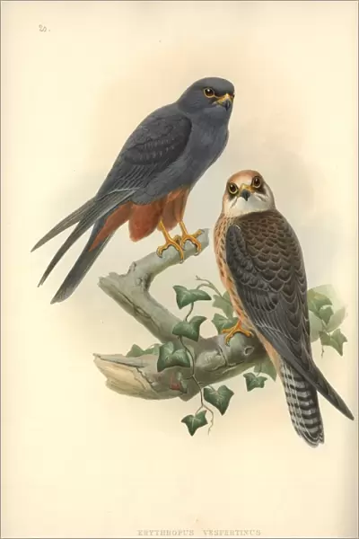 Falco vespertinus, red-footed falcon