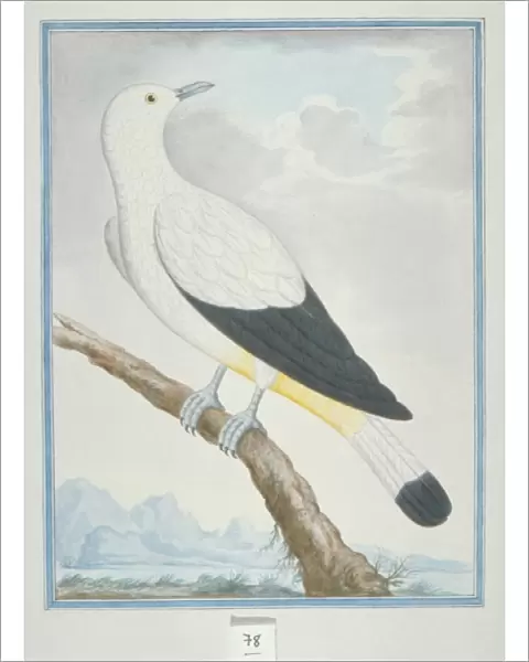 Ducula bicolor, pied imperial pigeon