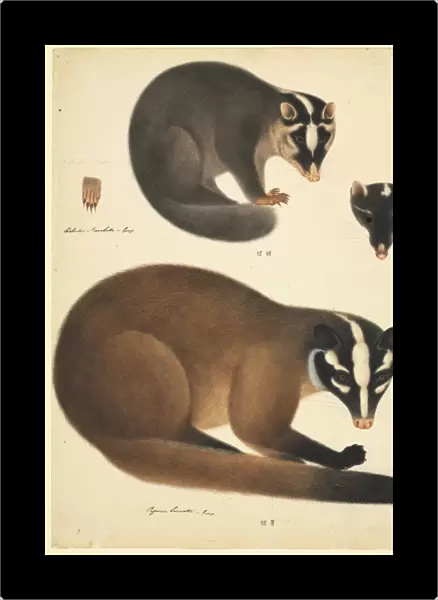 Melogale moschatta, Chinese ferret badger