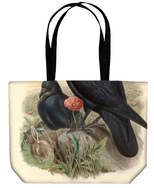 Corvus corone, carrion crow