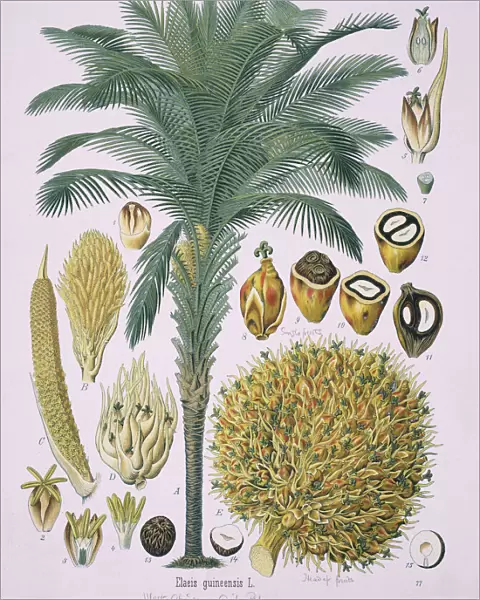 Elaeis guineensis Jacq. African oil palm