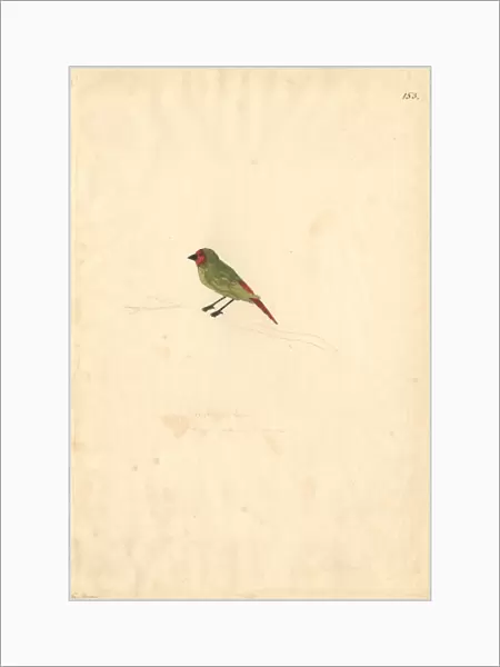 Erythrura psittacea, red-throated parrotfinch