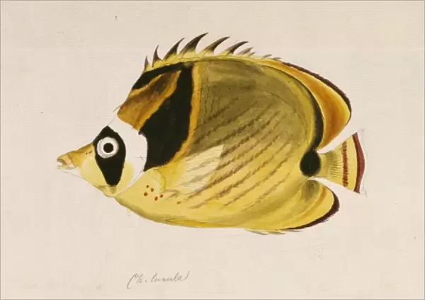 Chaetodon lunula, raccoon butterflyfish