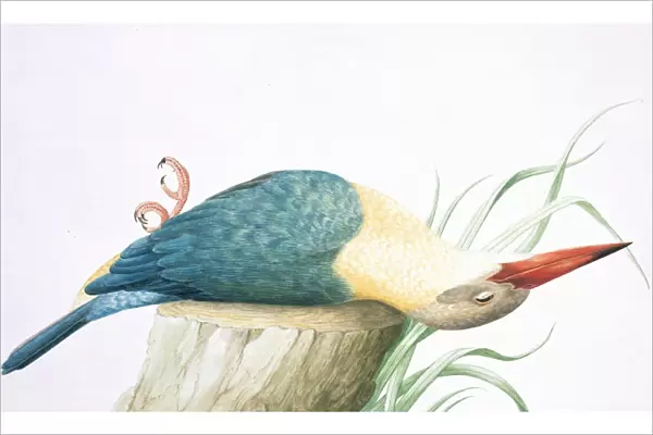 Pelargopsis capensis, stork-billed kingfisher