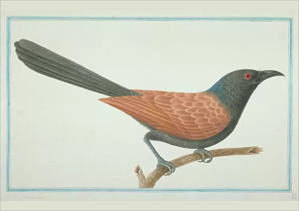 Centropus sinensis, greater coucal