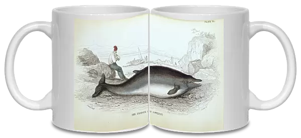 Mesoplodon bidens, Sowerbys beaked whale
