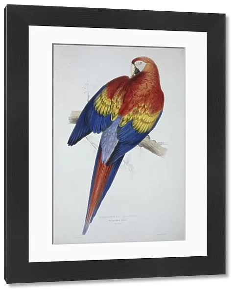 Ara macao, scarlet macaw