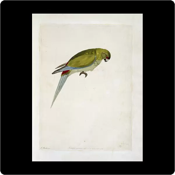 Cynoramphus zealandicus, black-fronted parakeet