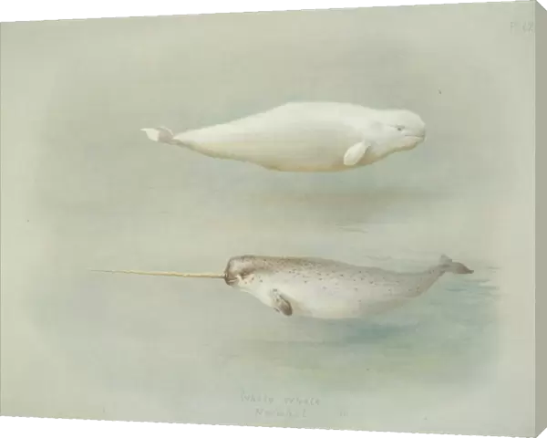 Monodon monoceros, narwhal and Delphinapterus leucas, beluga