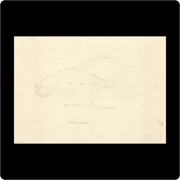 Trachinotus goreensis, longfin pompano