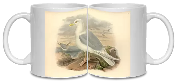 Larus glaucoides, Iceland gull